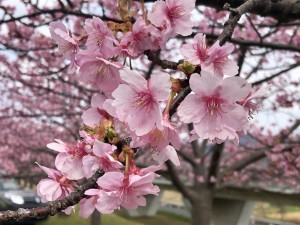 sakura